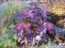 rośliny ogrodowe - Hortensja dębolistna TARA® 'BIV01' Hydrangea quercifolia C3/20cm *K11