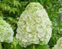 rośliny ozdobne - Hortensja dębolistna TARA® 'BIV01' Hydrangea quercifolia C3/20cm *K11