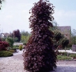 rośliny ogrodowe - Klon kolumnowy 'Twombly's Red Sentinel' Acer palmatum C3/40-50cm *K12