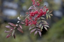 rośliny ozdobne  Jarząb dalekowschodni Sorbus discolor S.commixta C5/1,2-1,6m *K6