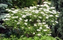 rośliny ogrodowe -  Kalina amerykańska DART'S GRADUATE Viburnum trilobum V. americanum C3/80-100cm *K14