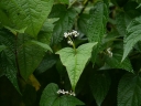 rośliny ozdobne - Fagopyrum dibotris zw.Drzewo szpinakowe Dzika kasza gryczana /P9 *K7