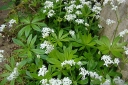 rośliny ozdobne -  Marzanka wonna Przytulia wonna Galium odoratum /P9 *K12