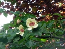 sklep ogrodniczy -  Magnolia wieseneri CHARM & FRAGRANCE C5/1,4m *K8