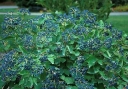 rośliny ogrodowe  Kalina ząbkowana CHICAGO LUSTRE 'Synnestvedt'® Viburnum dentatum C2/30cm *K20