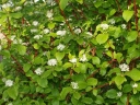 sklep ogrodniczy - Dereń biały Sibirica (Cornus alba Sibirica) C2/40cm
