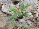 rośliny ogrodowe - Paproć drzewiasta Diksonia (Dicksonia antarktica) /P12 *K25