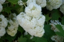 sklep ogrodniczy - Hortensja dębolistna HARMONY (Hydrangea quercifolia) C3/20cm *K14