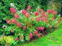 sadzonki - Hortensja wiechowata Diamant Rouge (Hydrangea paniculata syn. Rendia) C7,5 *17