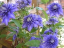 sklep ogrodniczy - Powojnik wielkokwiatowy Multi Blue (Clematis Multi Blue) C1 *T29