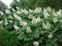 sklep ogrodniczy -  Hortensja dębolistna (Hydrangea quercifolia) /C7,5 *K13