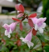 sklep ogrodniczy -  Abelia x grandiflora Auderose® 'Minaud'