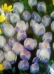 sklep ogrodniczy -  Krokus wiosenny Blue Pearl  10 SZT