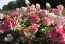 rośliny ozdobne -  Hortensja bukietowa 'Renhy' VANILLE FRAISE Hydrangea paniculata /C3 *K18