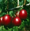 rośliny ogrodowe -  Agrest bezkolcowy czerwony pienny