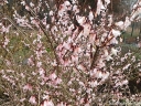 sklep ogrodniczy -  Abeliofylum koreańskie ROSEUM  Abeliophyllum distichum P13/20-30cm