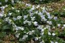 rośliny ogrodowe - Fiołek motylkowaty FRECKLES Viola sororia - zestaw 3 szt. /P11 *K7
