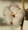sadzonki -  Bawełna indyjska - 1,0g nasion Gossypium Herbaceum