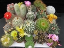 rośliny ogrodowe -  Kaktusy - mieszanka - 0,2 g nasion Cactus spp.