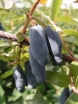 rośliny ozdobne - Jagoda kamczacka WOŁOSZEBNICKA (Lonicera orientalis var. longifolia) P15