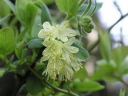 rośliny ozdobne - Jagoda kamczacka WOŁOSZEBNICKA (Lonicera orientalis var. longifolia) P15