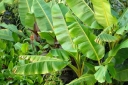 rośliny ogrodowe -  Banan - nasiona - 5 szt  Musa velutina