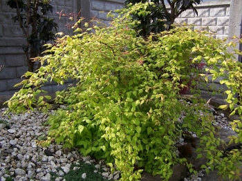 rośliny ogrodowe - Kolkwicja chińska MARADCO Kolkwitzia amabilis C2/40cm *20K