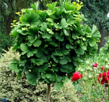 rośliny ozdobne - Miłorząb karłowy MARIKEN Ginkgo biloba M. japoński C3/30cm