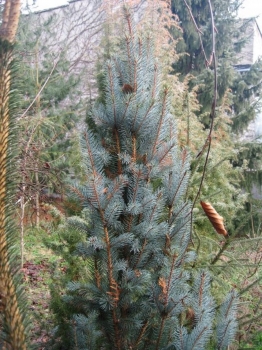 sadzonki - Świerk kłujący Iseli Fastigiate Picea pungens P15/30-40cm *4K