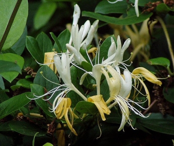 rośliny ozdobne - ZIMOZIELONY Wiciokrzew japoński Halliana (Lonicera japonica Halliana) C2/80cm