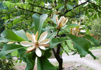 sklep ogrodniczy - Magnolia officinalis M.lekarska C2/40-60cm