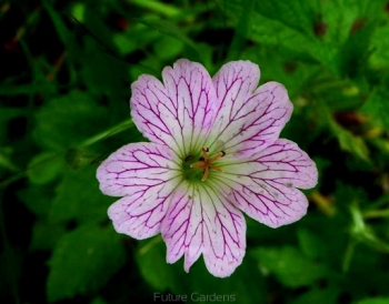 sklep ogrodniczy - Bodziszek różnobarwny VERSICOLOR Geranium