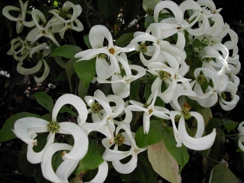 sadzonki - Cornus florida subsp. urbiniana Dereń kwiecisty C7/80-10cm *K11