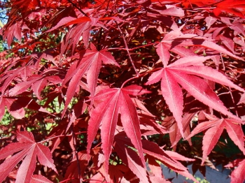 sklep ogrodniczy - Klon kolumnowy 'Twombly's Red Sentinel' Acer palmatum C3/40-50cm *K12