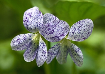 sklep ogrodniczy - Fiołek motylkowaty FRECKLES Viola sororia - zestaw 3 szt. /P11 *K7