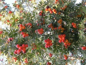 sadzonki - Jarząb domowy (Sorbus domestica)